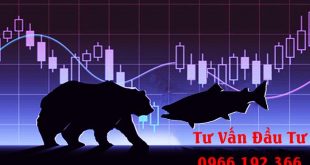 Cá hồi và con gấu thị trường chứng khoán trong mắt "dân chứng"